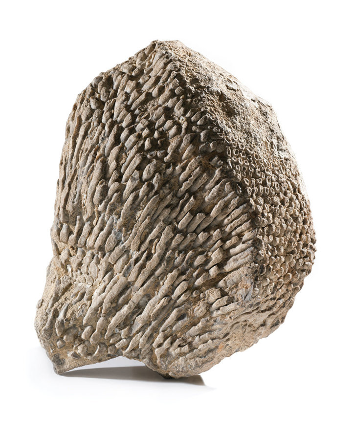 Corallo coloniale della Formazione di San Cassiano, proveniente Alpe di Siusi